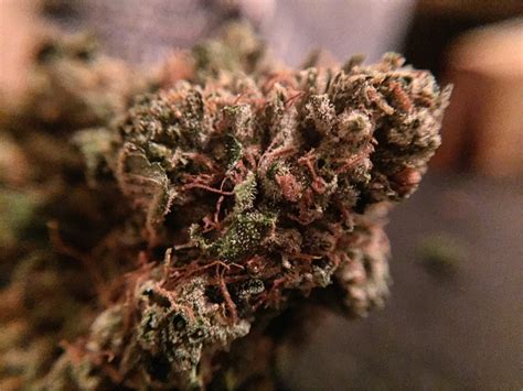 Rollex OG Kush Strain Review – Bonza Blog 